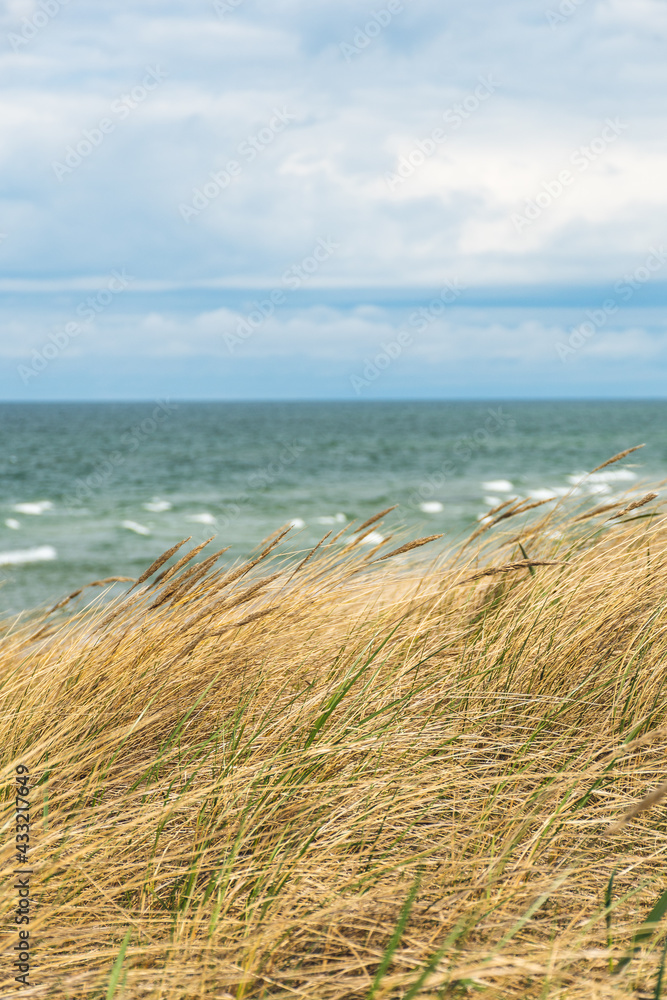 Beautiful rough blue sea with waves and sandy beach with reeds and dry grass among the dunes, travel in summer and holidays concept, vertical Beautiful rough blue sea with waves and sandy beach with reeds and dry grass among the dunes, travel in summer and holidays concept, vertical