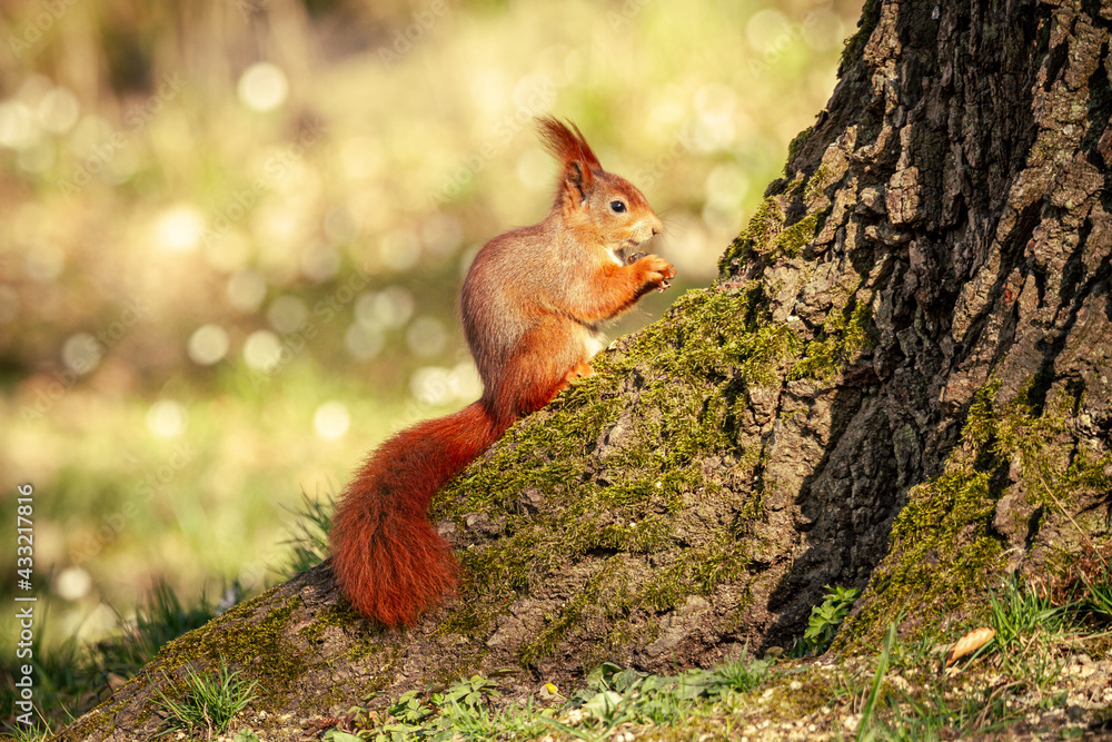 Eichhörnchen essend an Baumstamm Eichhörnchen essend an Baumstamm