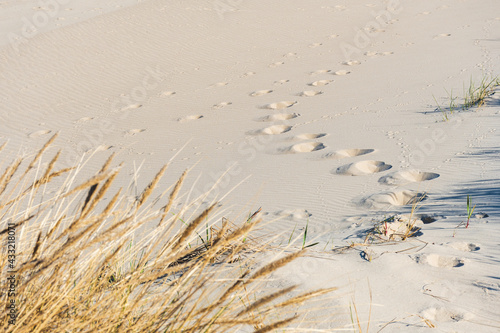 Fototapeta Naklejka Na Ścianę i Meble -  Beautiful sandy beach with reeds and dry grass among the dunes, travel in summer and holidays concept, footsteps on the sand