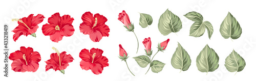 Set of differents hibiscus on white background. © Kotkoa