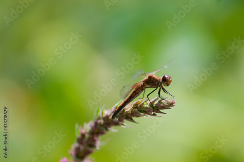 Dragonfly on plant with bright green background