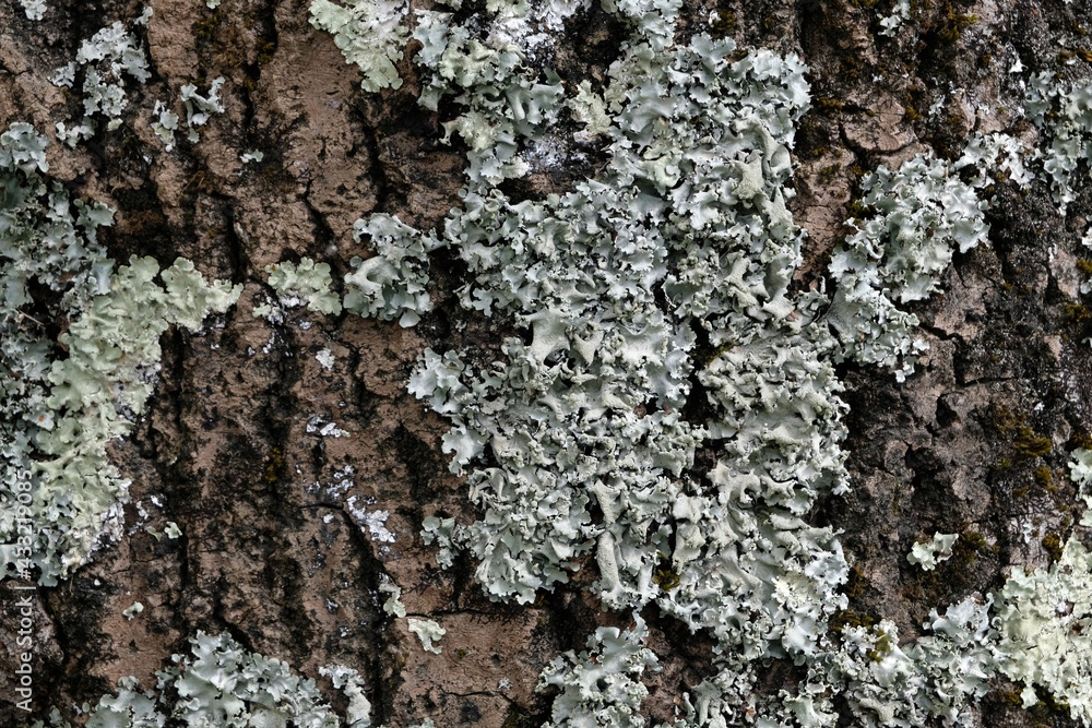 Lichen sur un tronc d'arbre en gros plan