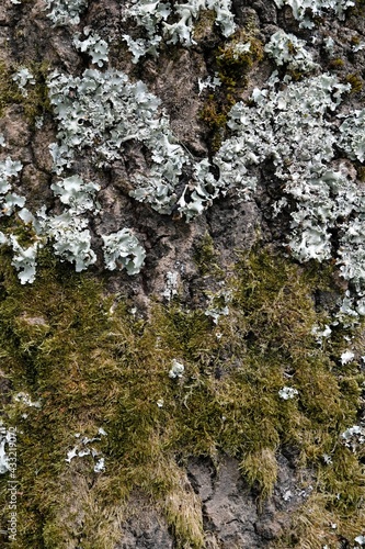 Fototapeta Naklejka Na Ścianę i Meble -  Lichen et mousse sur un tronc d'arbre en gros plan