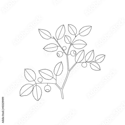 Vector color hand drawn line illustration of forest blueberry or bilberry branch with leaves and berries. Isolated on white background.