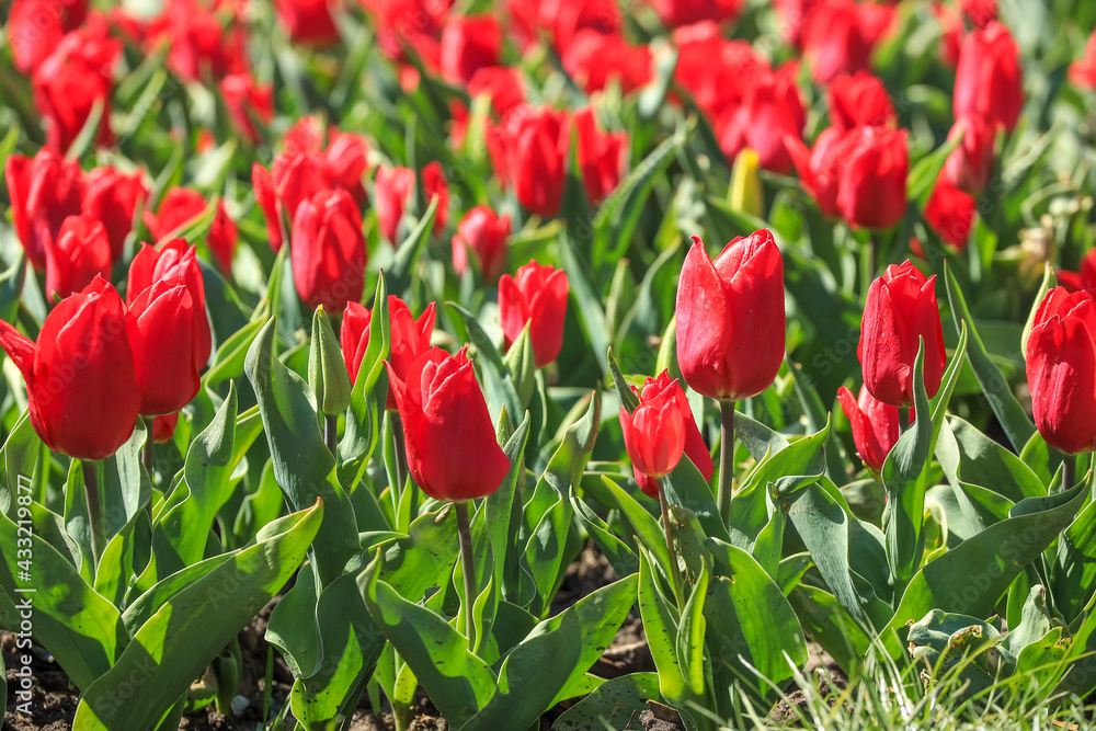 Beautiful field of red tulips, springtime flower outdoor background Beautiful field of red tulips, springtime flower outdoor background