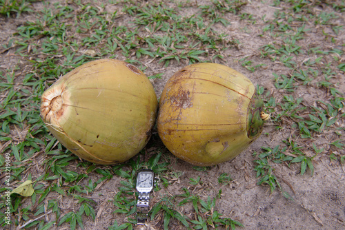  Giant coconuts on a paradise island (clock for size) photo