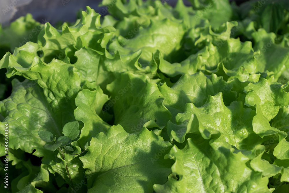 Green fresh healthy lettuce leaves naturally grown in a greenhouse Green fresh healthy lettuce leaves naturally grown in a greenhouse