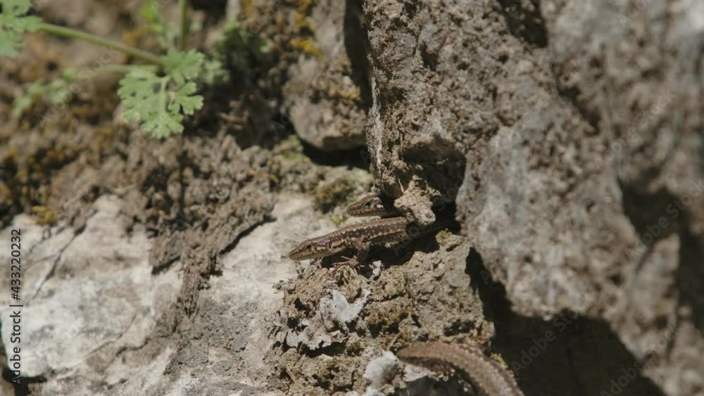 Closeup of a oriental garden lizard, common tree lizard, eastern garden lizard, Closeup of a oriental garden lizard, common tree lizard, eastern garden lizard,