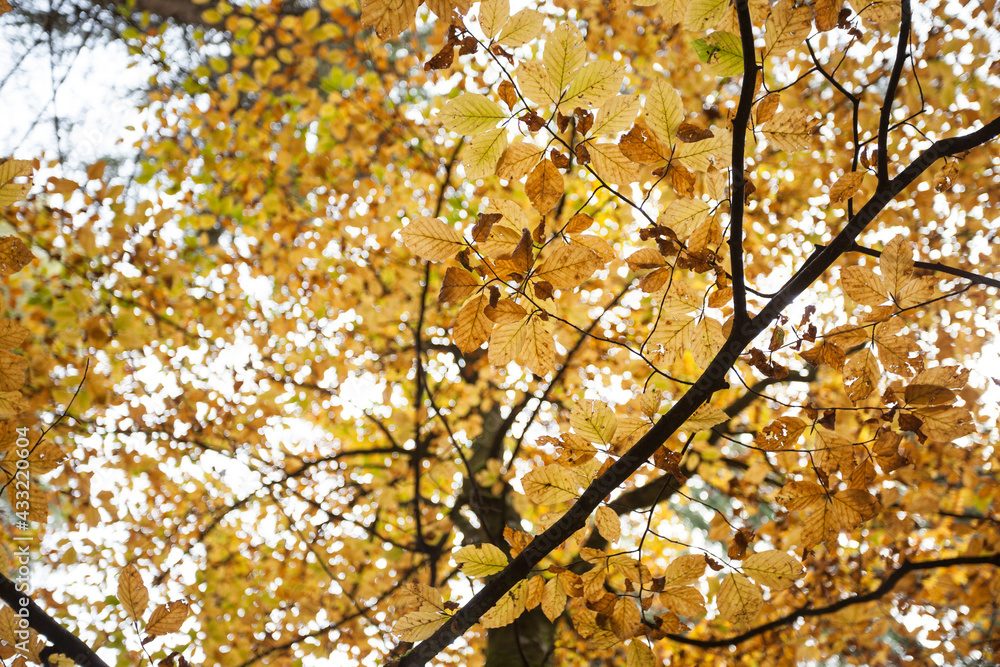 foliage inside an Italian forest at fall foliage inside an Italian forest at fall