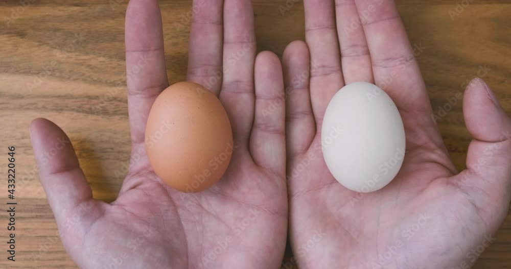 Two hands put forward a choice between a white and a brown egg. Diversity concept, culinary. Two hands put forward a choice between a white and a brown egg. Diversity concept, culinary.