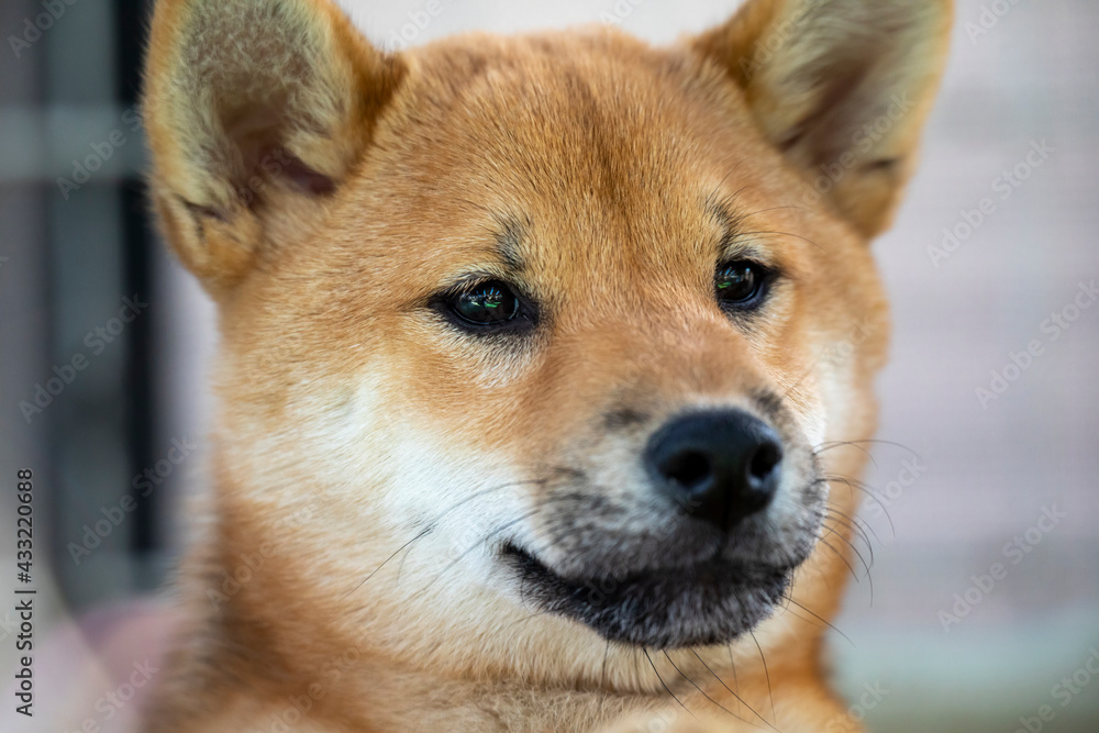 portrait of a shiba dog