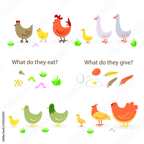 set of farm poultry. Pets: ducks, chickens, turkeys, geese. Vector stock illustration. White isolated background. what the birds eat and give on the farm: grain insects grass fried eggs egg meat fluff