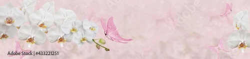 pink butterfly and white orchid