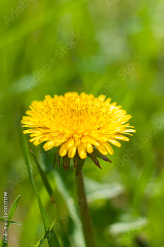 Dandelion in the grass. Yellow dandelion flower. Green grass. Close-up. Spring greens. Spring mood. Background for a postcard, banner, or poster.