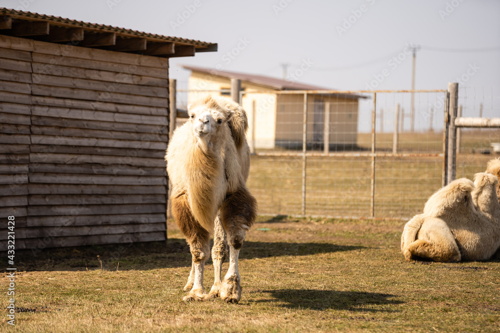 Obraz premium The zoo cage behind which the camel.The zoo cage behind which the camel