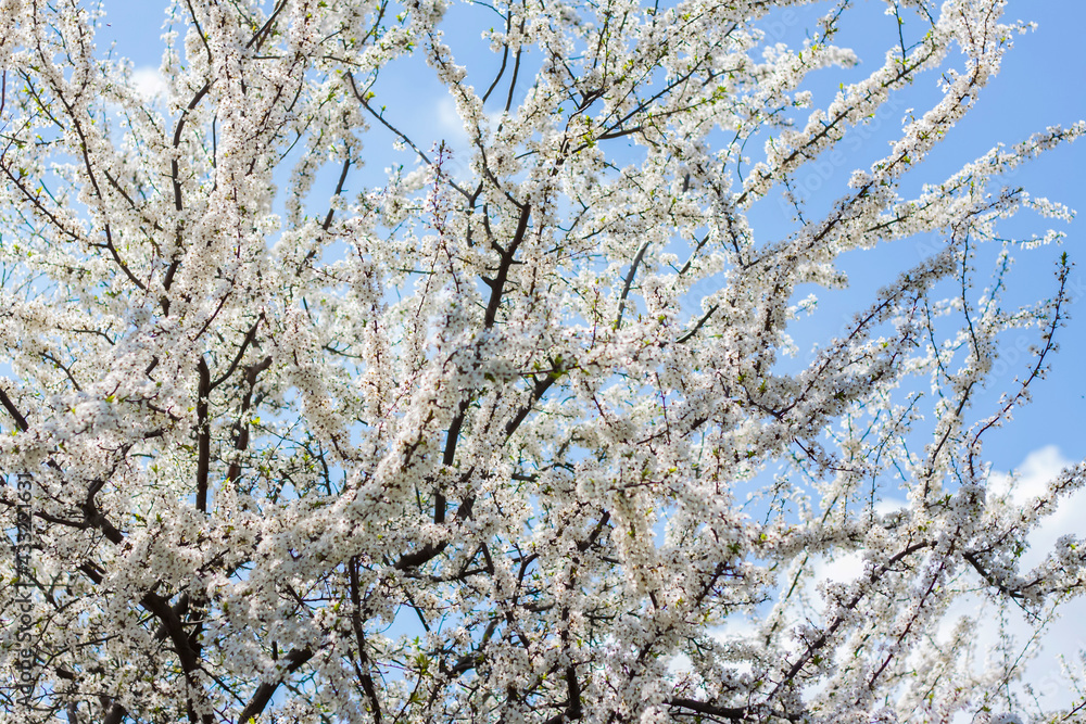 Nature in spring. A branch with white spring flowers on the tree. A flowering tree. A blooming landscape background for a postcard, banner, or poster. Nature in spring. A branch with white spring flowers on the tree. A flowering tree. A blooming landscape background for a postcard, banner, or poster.