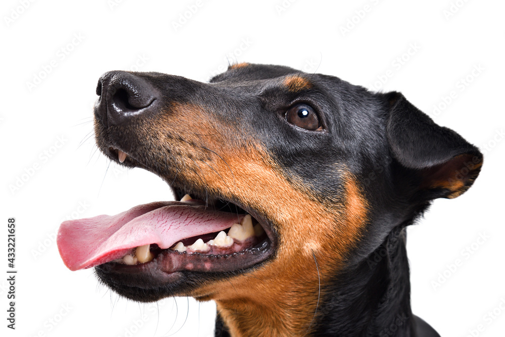 Portrait of funny dog breed Jagdterrier, side view, isolated on white background