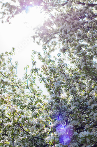 Nature in spring. A branch with white spring flowers on the tree. A flowering tree. A blooming landscape background for a postcard, banner, or poster.