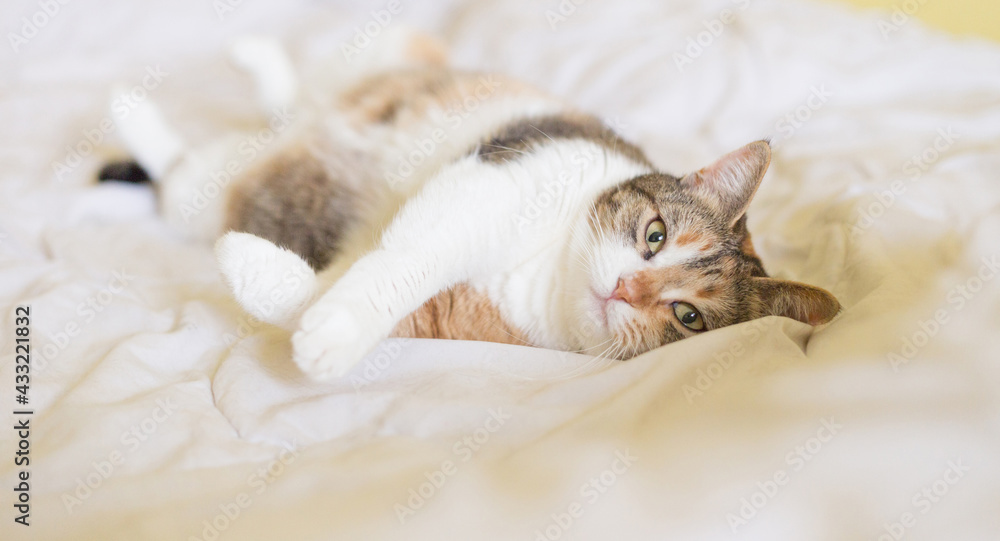 white grey red cat sleeping on the bed tricolor relax lying white grey red cat sleeping on the bed tricolor relax lying