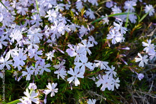 Fleurs