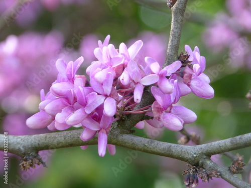 Lilas