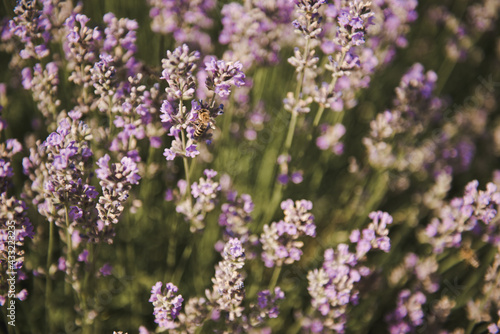 Bee on lavender .Selective focus on lavender flower in flower garden. Beautiful detail of a lavender.
