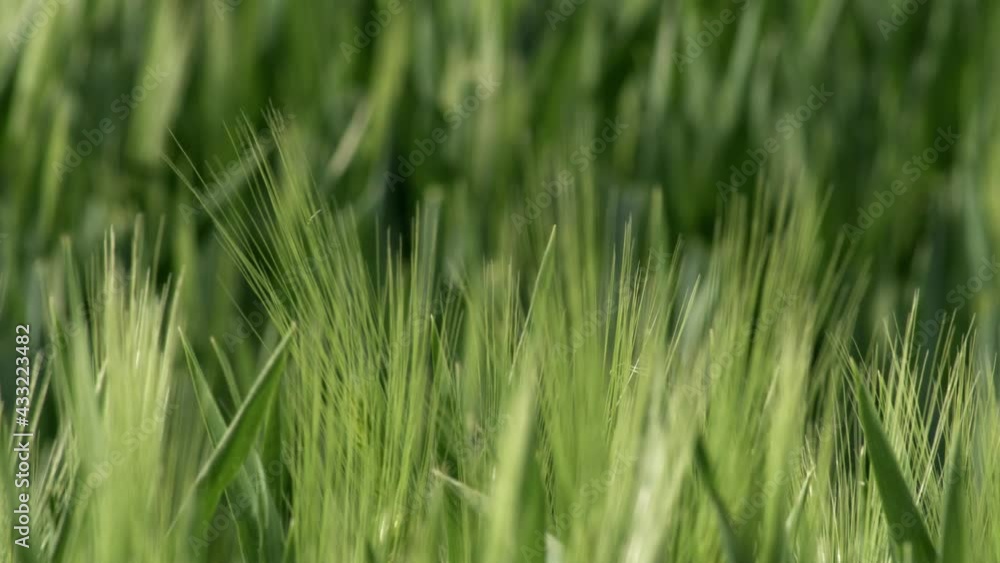 Grass Wind Blowing Slow Motion Close Up Summer Grass Wind Blowing Slow Motion Close Up Summer
