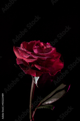 Closeup red contrast rose on black background