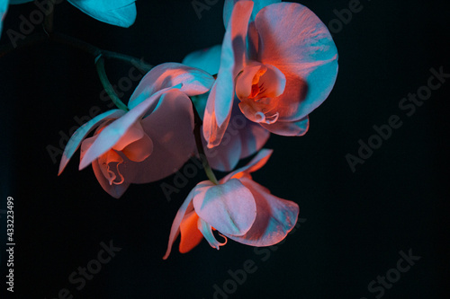 Closeup colored contrast orchids on black background