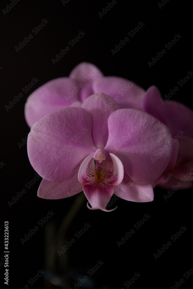 Obraz premium Closeup pink contrast orchids on black background