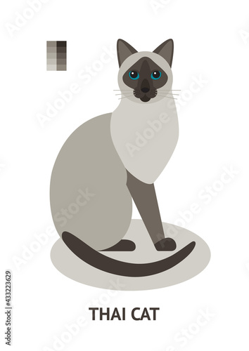 Thai cat - vector illustration in flat style
