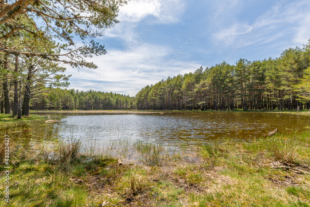 Small lake sorrouned by pine trees.
