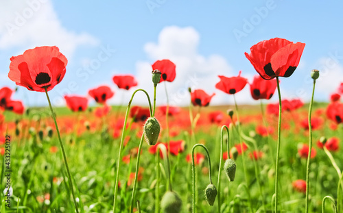 Beautiful landscape of summer poppy field with red flowers. Poppy plantation. © AliceCam