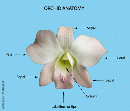Orchid anatomy Illustration. Structure of Orchid flower