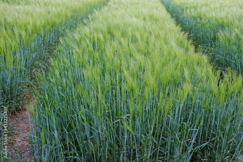 Champs de blé