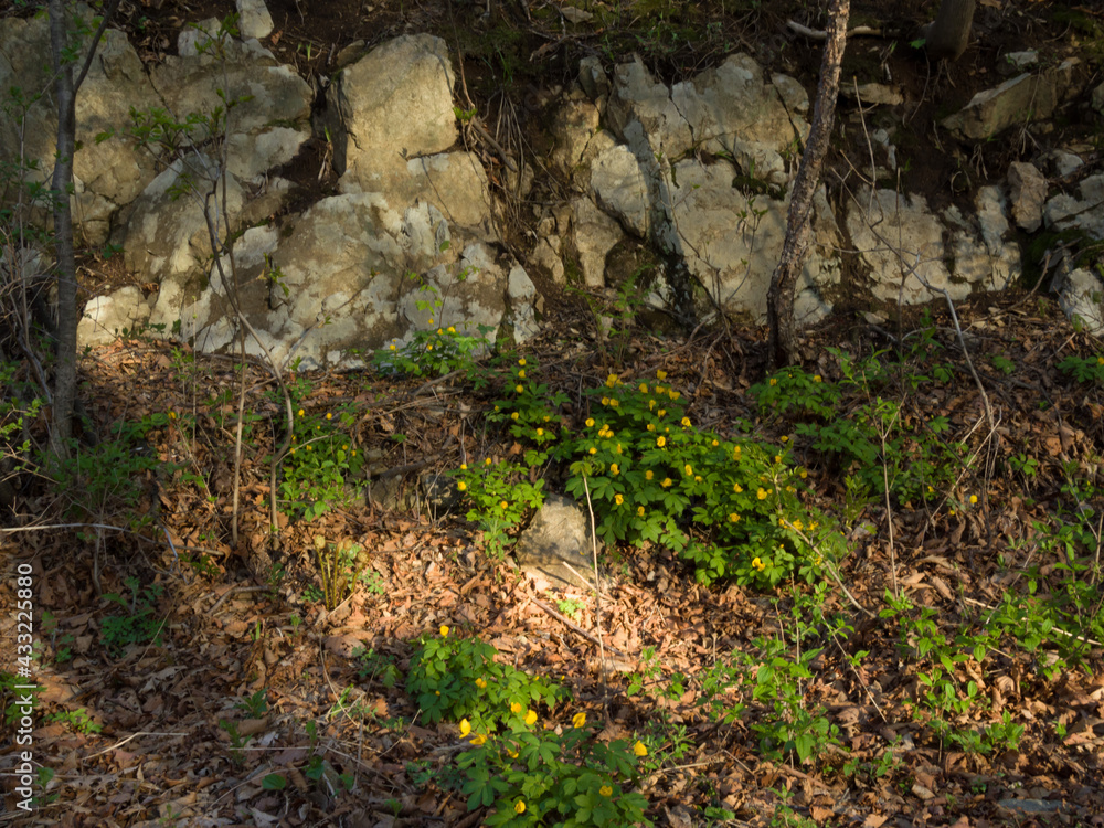 Spring landscape. Fresh green leaves and grass in the forest. Spring landscape. Fresh green leaves and grass in the forest.