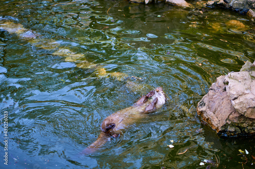 Otter playing with a stone in a pond