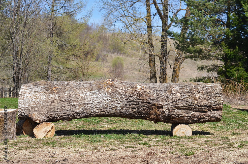 The cut trunk of an alder tree lying on the ground The cut trunk of an alder tree lying on the ground