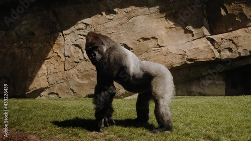 Eastern gorilla stands on all fours and turns its head.