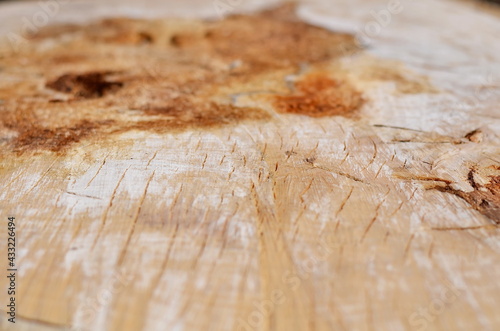 Colorful structure of alder tree on cut