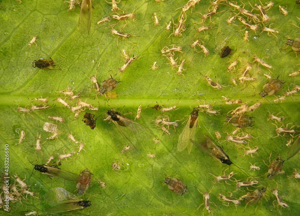 Aphids (plant lice, greenflies, blackflies or whiteflies) are among the