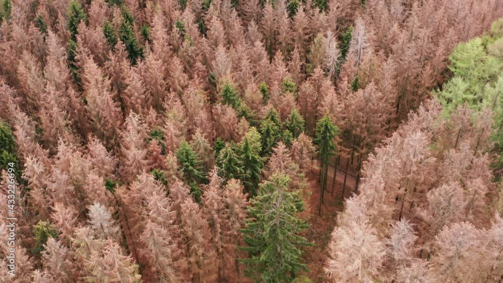 a dead needle forest from above a dead needle forest from above