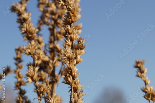 Dry wormwood stalk with dry flowers on blue evening sky background.