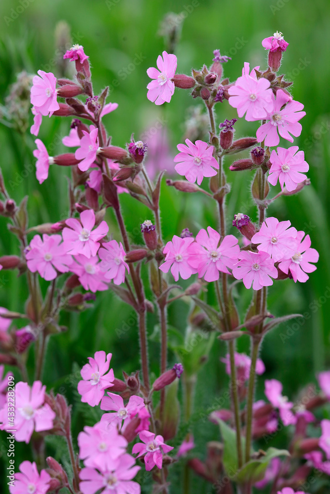 Rote Lichtnelke (Silene dioica) , Rotes Leimkraut, Pflanze mit Blüte Rote Lichtnelke (Silene dioica) , Rotes Leimkraut, Pflanze mit Blüte