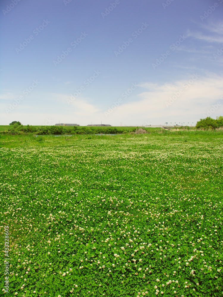 一面にシロツメクサ咲く初夏の江戸川河川敷風景 一面にシロツメクサ咲く初夏の江戸川河川敷風景