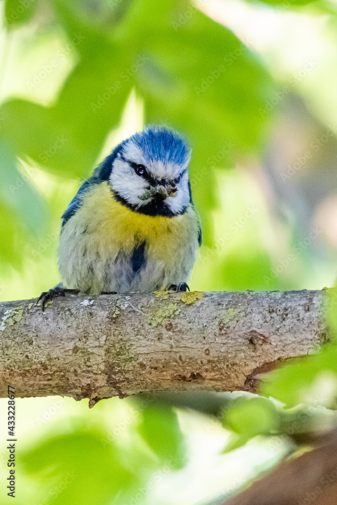 Fototapeta premium blue tit on a tree branch