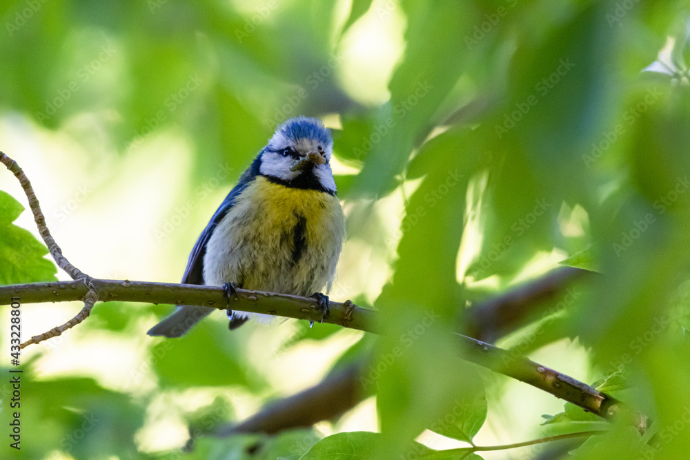 Fototapeta premium blue tit on a tree branch
