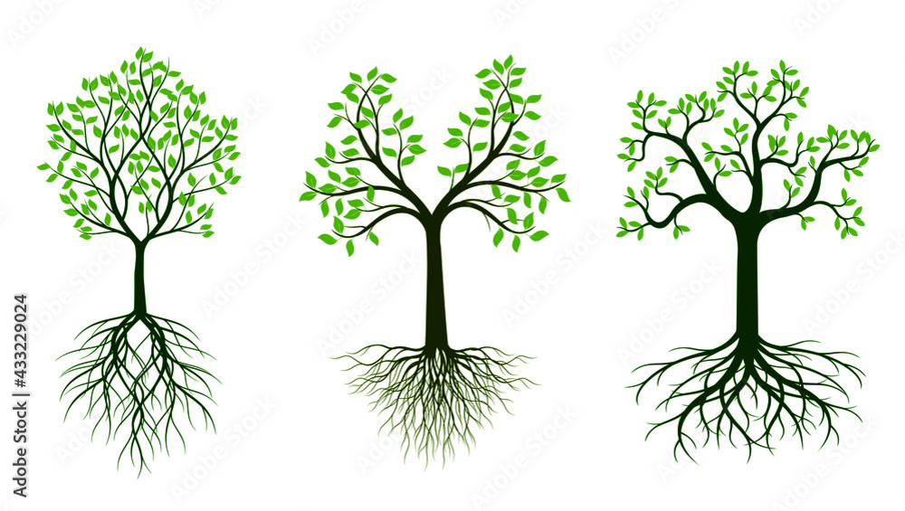 Obraz premium Green Tree. Vector outline image.