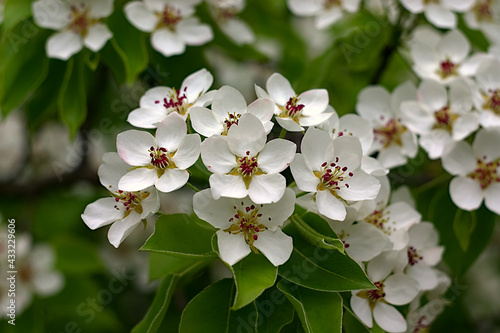 white flowers on a branch in spring