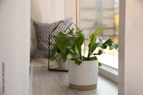 Beautiful potted fern on window sill indoors © New Africa